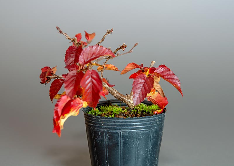 イワシデ-A3（いわしで・岩四手）雑木盆栽を裏側から見た景色・Carpinus turczaninovii Hance bonsai