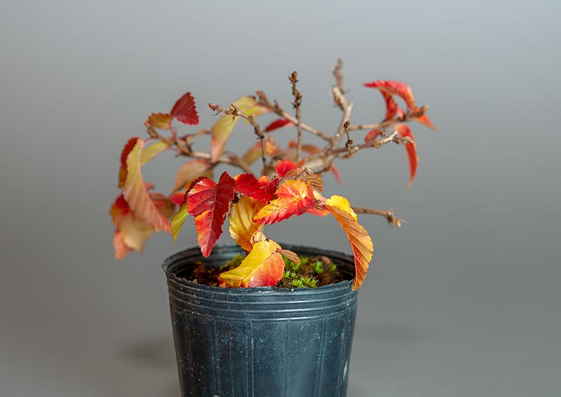 イワシデ-A3（いわしで・岩四手）雑木盆栽を左側から見た景色・Carpinus turczaninovii Hance bonsai