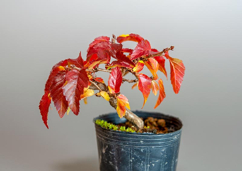 イワシデ-B3（いわしで・岩四手）雑木盆栽の販売と育て方・作り方・Carpinus turczaninovii Hance bonsai