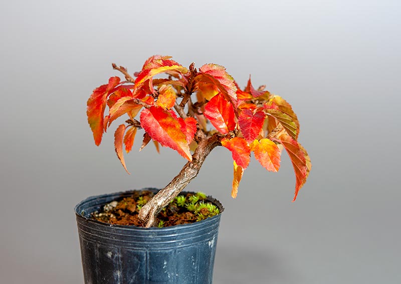 イワシデ-B3（いわしで・岩四手）雑木盆栽を裏側から見た景色・Carpinus turczaninovii Hance bonsai