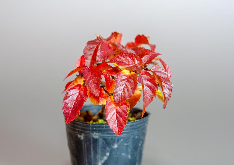 イワシデ-B3（いわしで・岩四手）雑木盆栽を左側から見た景色・Carpinus turczaninovii Hance bonsai