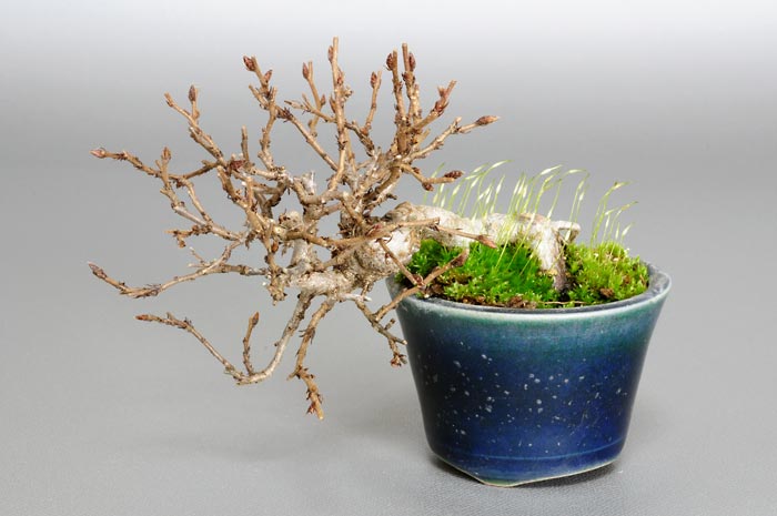 イワシデ-F1（いわしで・岩四手）雑木盆栽の販売と育て方・作り方・Carpinus turczaninovii Hance bonsai