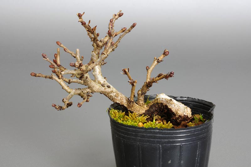 イワシデ-G1-1（いわしで・岩四手）雑木盆栽の販売と育て方・作り方・Carpinus turczaninovii Hance bonsai