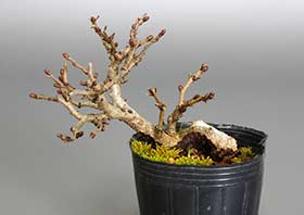 イワシデ-G1-1（いわしで・岩四手）雑木盆栽の成長記録-1・Carpinus turczaninovii Hance bonsai