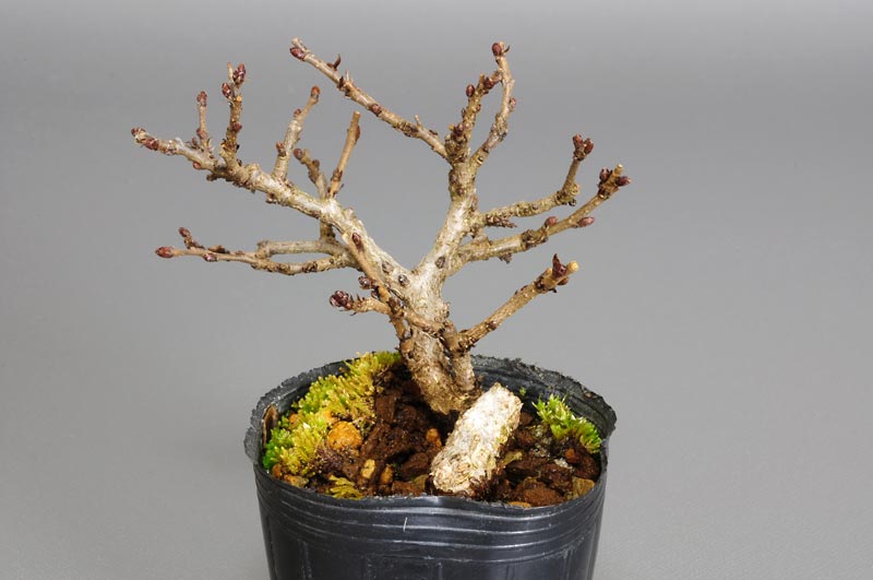 イワシデ-G1-1（いわしで・岩四手）雑木盆栽を右側から見た景色・Carpinus turczaninovii Hance bonsai