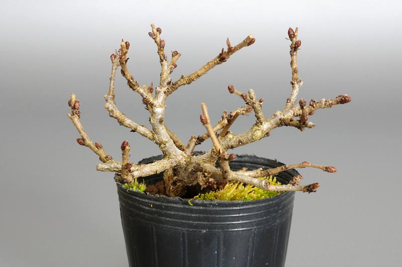 イワシデ-G1-1（いわしで・岩四手）雑木盆栽を左側から見た景色・Carpinus turczaninovii Hance bonsai