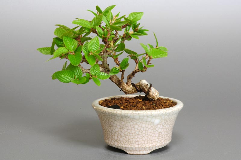 イワシデ-G1（いわしで・岩四手）雑木盆栽の販売と育て方・作り方・Carpinus turczaninovii Hance bonsai