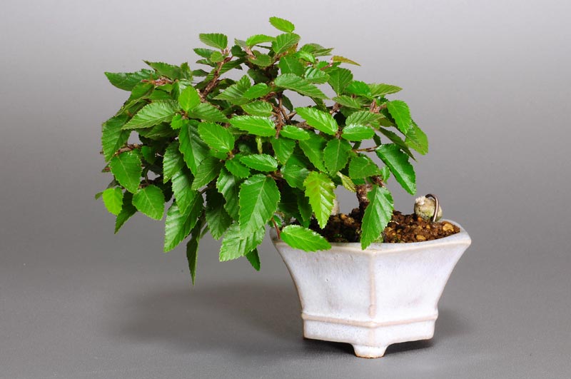 イワシデ-H1-1(岩四手盆栽)Carpinus turczaninovii Hance bonsaiイワシデ-H1-1(岩四手盆栽)