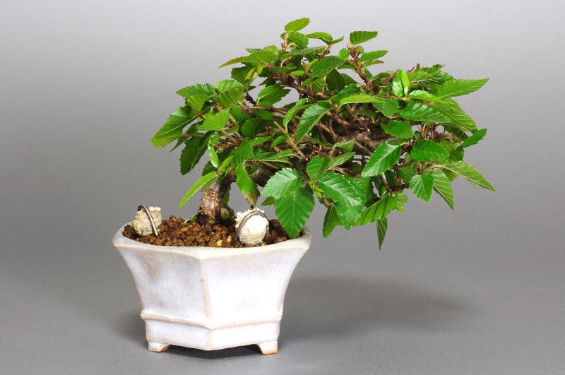 イワシデ-H1-1（いわしで・岩四手）雑木盆栽を裏側から見た景色・Carpinus turczaninovii Hance bonsai