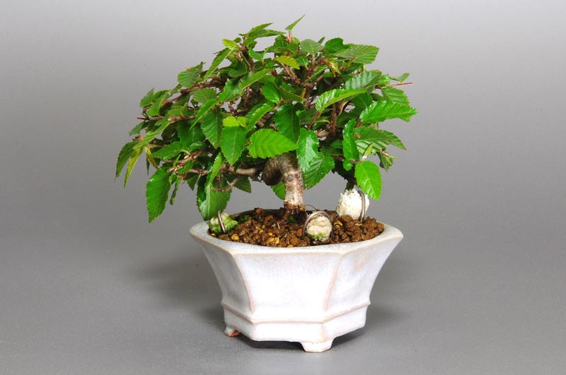 イワシデ-H1-1（いわしで・岩四手）雑木盆栽を右側から見た景色・Carpinus turczaninovii Hance bonsai