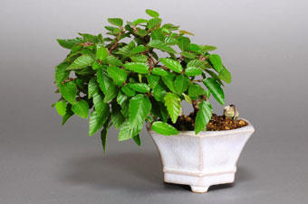 イワシデ-H1-1（いわしで・岩四手）盆栽の成長記録・Carpinus turczaninovii Hance bonsai