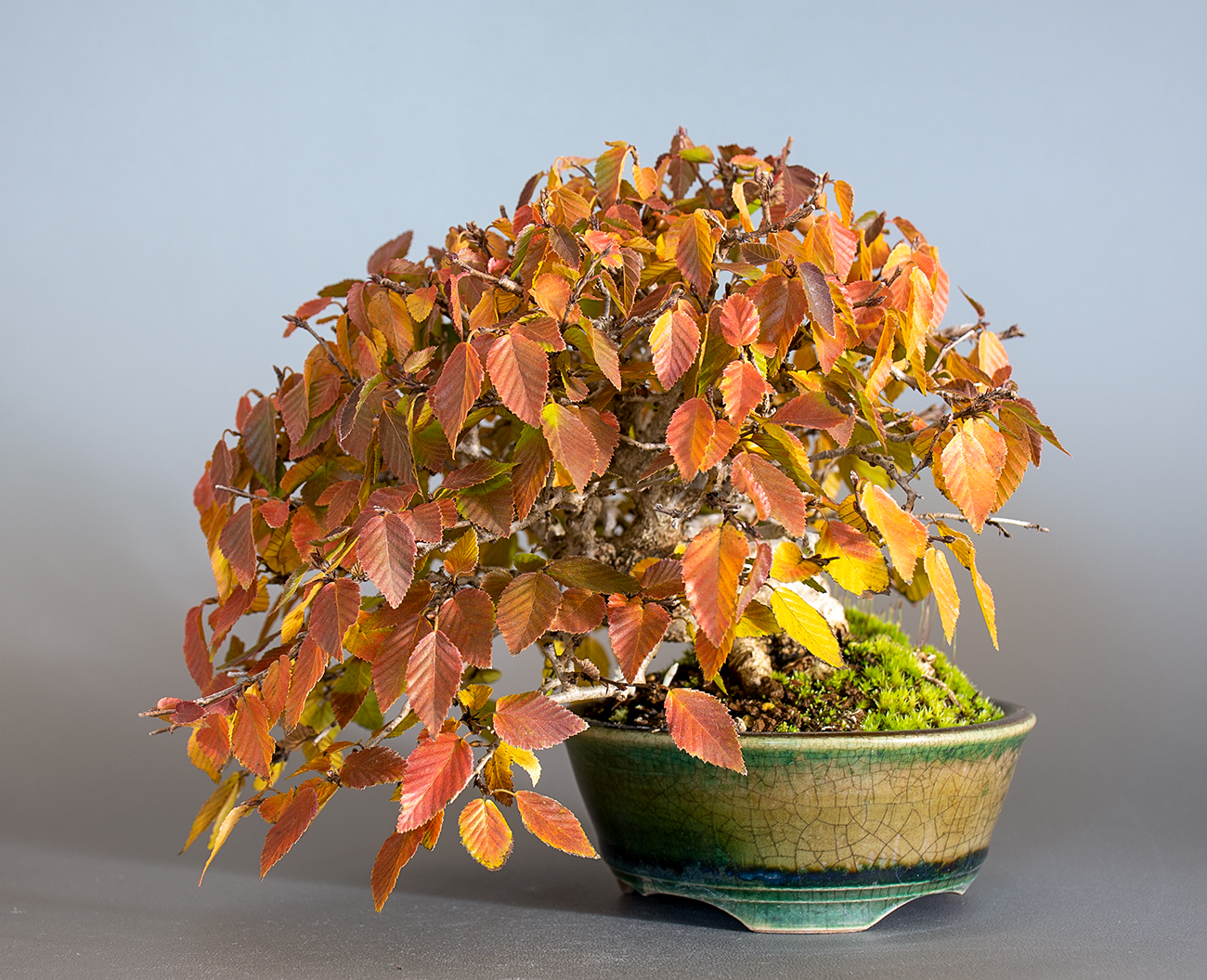 イワシデ-H1-10（いわしで・岩四手）雑木盆栽の販売と育て方・作り方・Carpinus turczaninovii Hance bonsai
