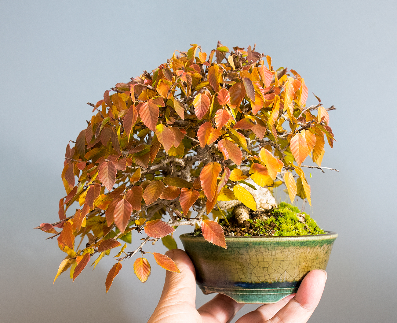 イワシデ-H1-10（いわしで・岩四手）雑木盆栽の手乗りの景色・Carpinus turczaninovii Hance bonsai