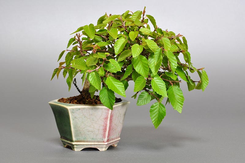 イワシデ-H1-2（いわしで・岩四手）雑木盆栽の販売と育て方・作り方・Carpinus turczaninovii Hance bonsai