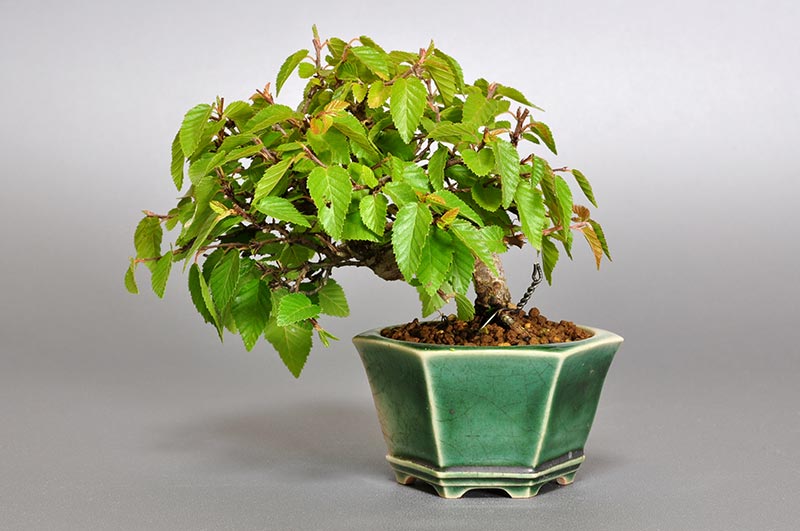 イワシデ-H1-2（いわしで・岩四手）雑木盆栽を裏側から見た景色・Carpinus turczaninovii Hance bonsai