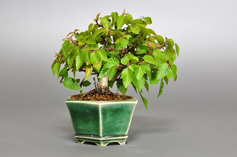 イワシデ-H1-2（いわしで・岩四手）雑木盆栽を左側から見た景色・Carpinus turczaninovii Hance bonsai