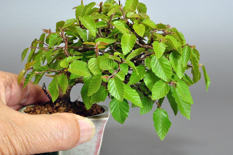 イワシデ-H1-2（いわしで・岩四手）雑木盆栽を別側から見た景色・Carpinus turczaninovii Hance bonsai