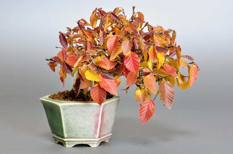 イワシデ-H1-3（いわしで・岩四手）雑木盆栽の販売と育て方・作り方・Carpinus turczaninovii Hance bonsai