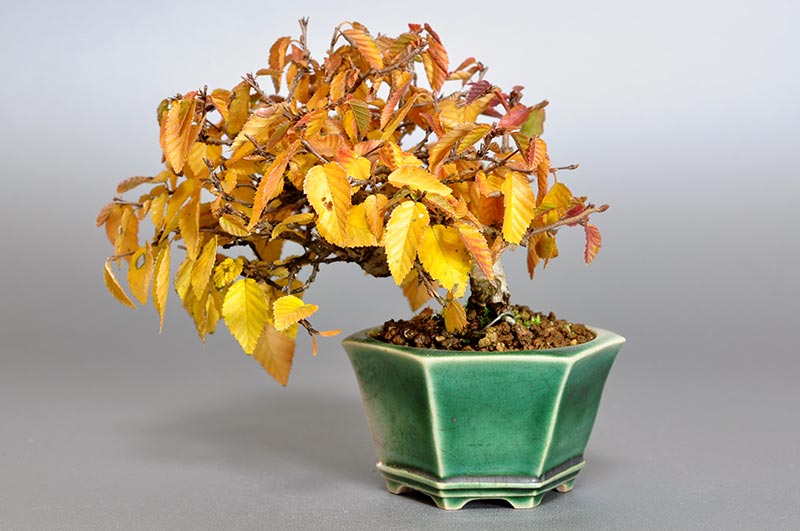 イワシデ-H1-3（いわしで・岩四手）雑木盆栽を裏側から見た景色・Carpinus turczaninovii Hance bonsai