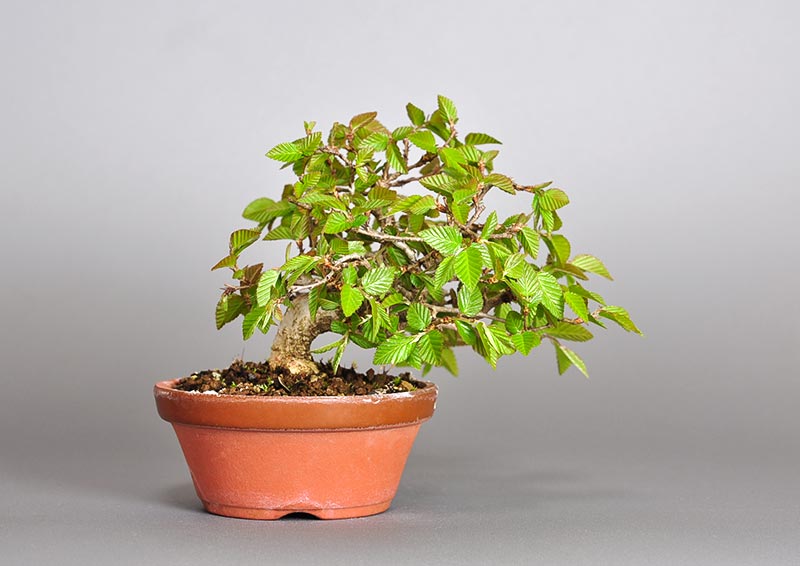 イワシデ-H1-4（いわしで・岩四手）雑木盆栽の販売と育て方・作り方・Carpinus turczaninovii Hance bonsai