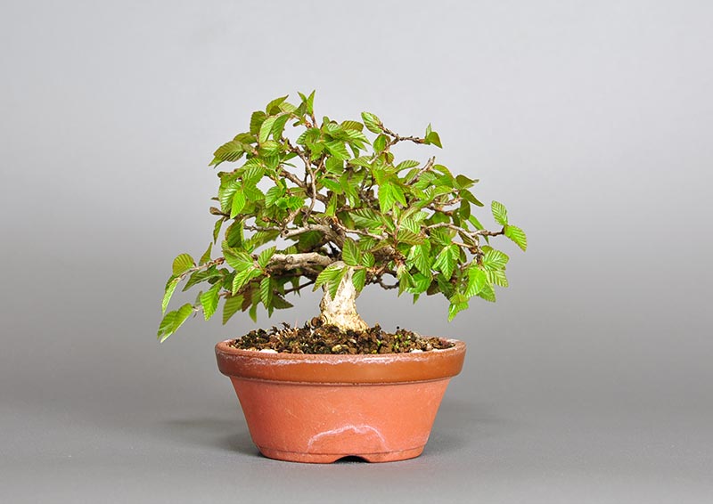 イワシデ-H1-4（いわしで・岩四手）雑木盆栽を左側から見た景色・Carpinus turczaninovii Hance bonsai