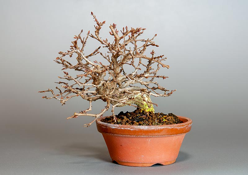 イワシデ-H1-5（いわしで・岩四手）雑木盆栽の販売と育て方・作り方・Carpinus turczaninovii Hance bonsai
