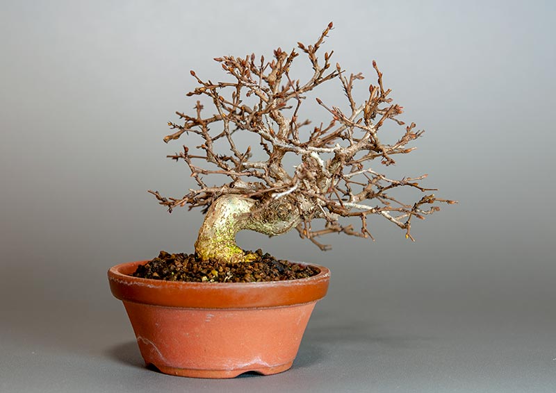 イワシデ-H1-5（いわしで・岩四手）雑木盆栽を裏側から見た景色・Carpinus turczaninovii Hance bonsai