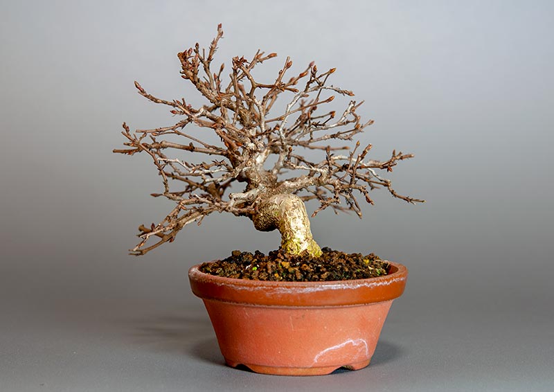 イワシデ-H1-5（いわしで・岩四手）雑木盆栽を右側から見た景色・Carpinus turczaninovii Hance bonsai