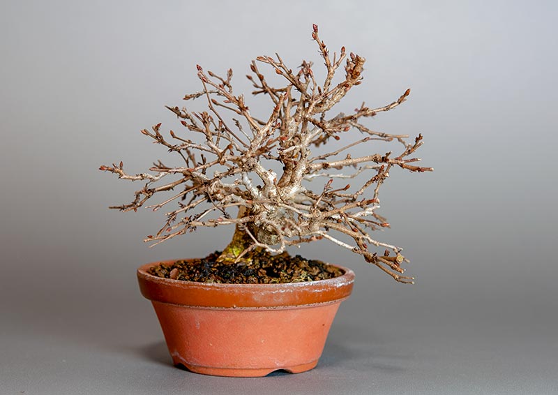 イワシデ-H1-5（いわしで・岩四手）雑木盆栽を左側から見た景色・Carpinus turczaninovii Hance bonsai