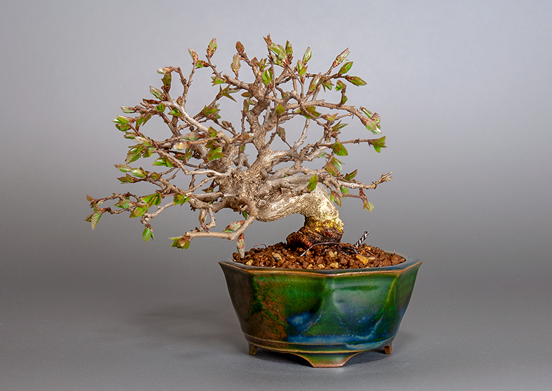 イワシデ-H1-6（いわしで・岩四手）雑木盆栽の販売と育て方・作り方・Carpinus turczaninovii Hance bonsai