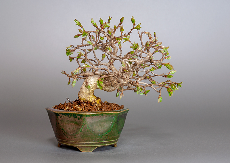 イワシデ-H1-6（いわしで・岩四手）雑木盆栽を裏側から見た景色・Carpinus turczaninovii Hance bonsai