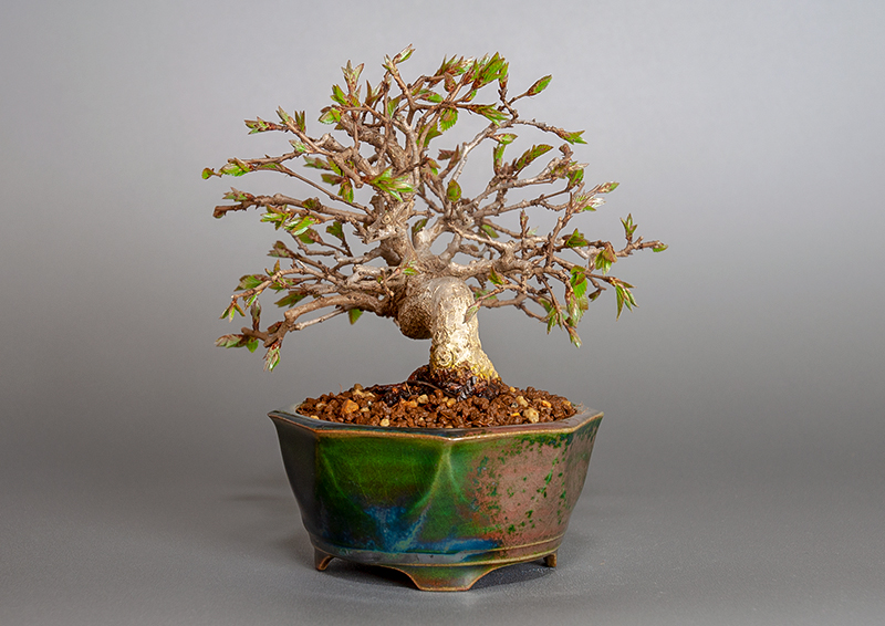 イワシデ-H1-6（いわしで・岩四手）雑木盆栽を右側から見た景色・Carpinus turczaninovii Hance bonsai