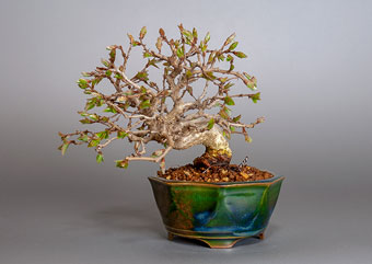 イワシデ-H1-6（いわしで・岩四手）盆栽の成長記録・Carpinus turczaninovii Hance bonsai