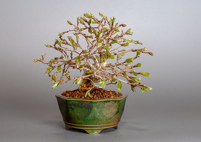 イワシデ-H1-6（いわしで・岩四手）雑木盆栽を左側から見た景色・Carpinus turczaninovii Hance bonsai