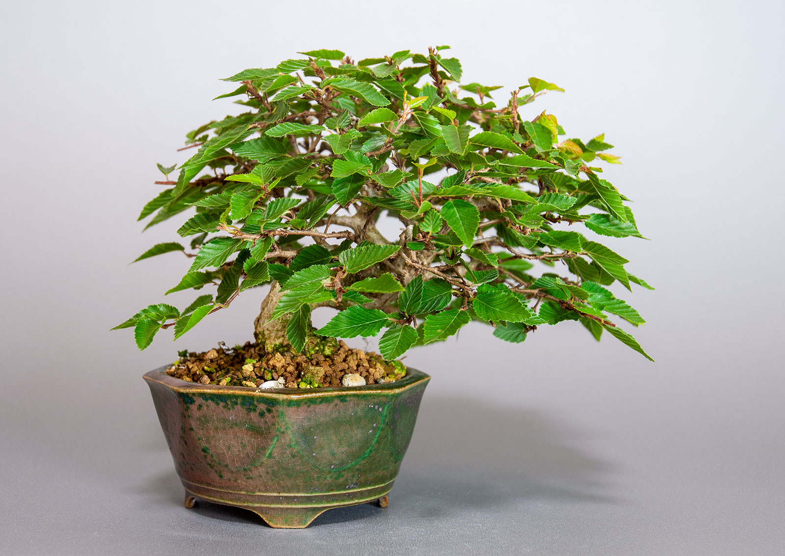 イワシデ-H1-7（いわしで・岩四手）雑木盆栽を裏側から見た景色・Carpinus turczaninovii Hance bonsai