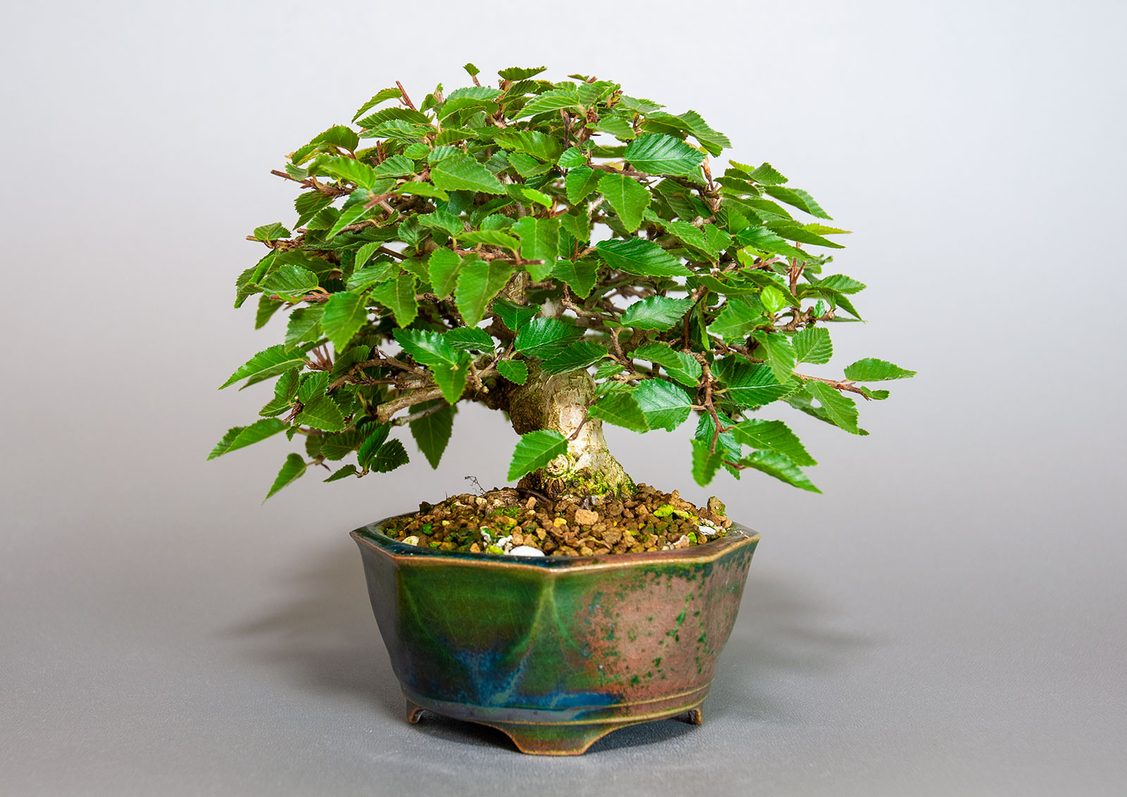 イワシデ-H1-7（いわしで・岩四手）雑木盆栽を右側から見た景色・Carpinus turczaninovii Hance bonsai