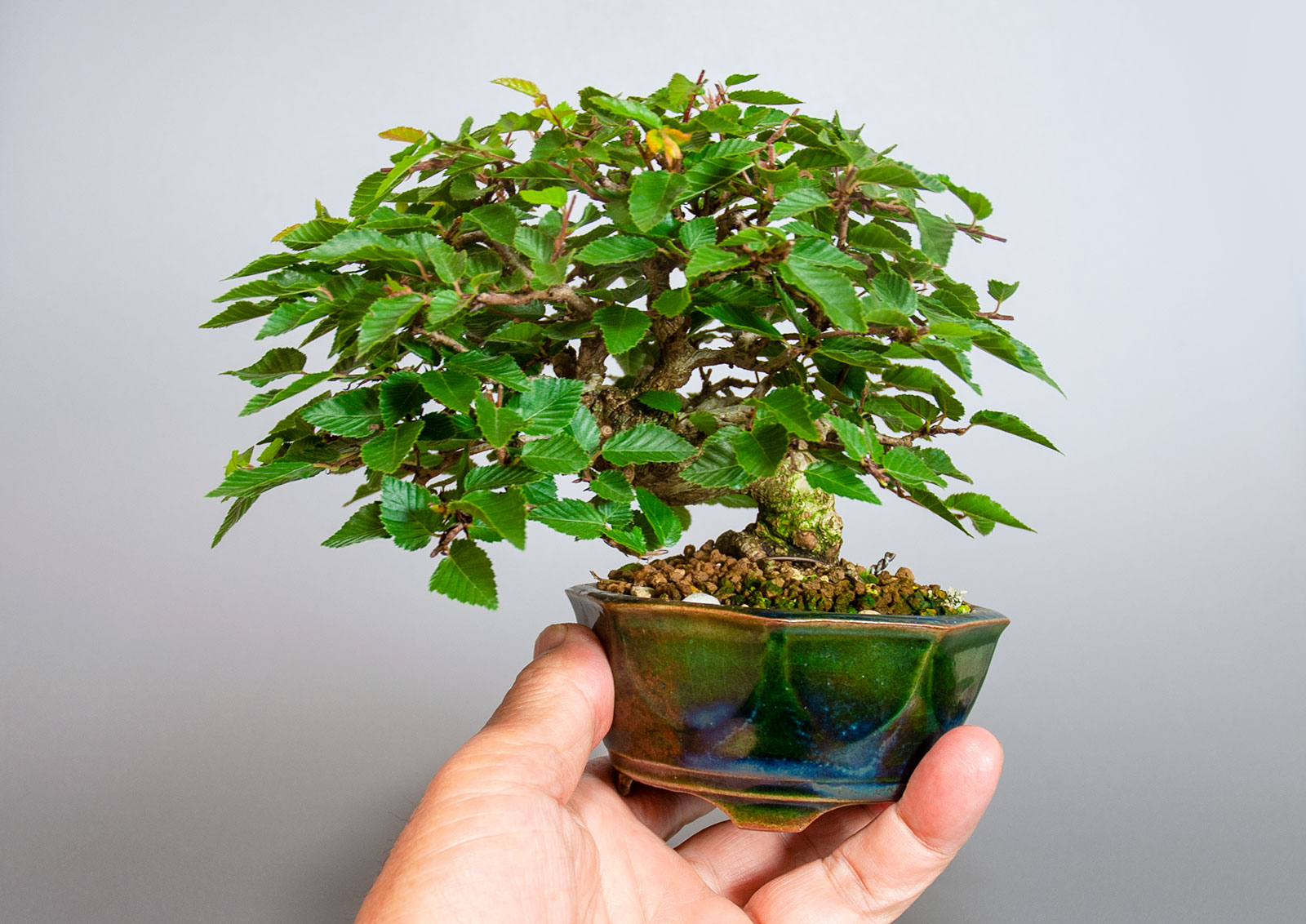 イワシデ-H1-7（いわしで・岩四手）雑木盆栽を手乗りの景色・Carpinus turczaninovii Hance bonsai