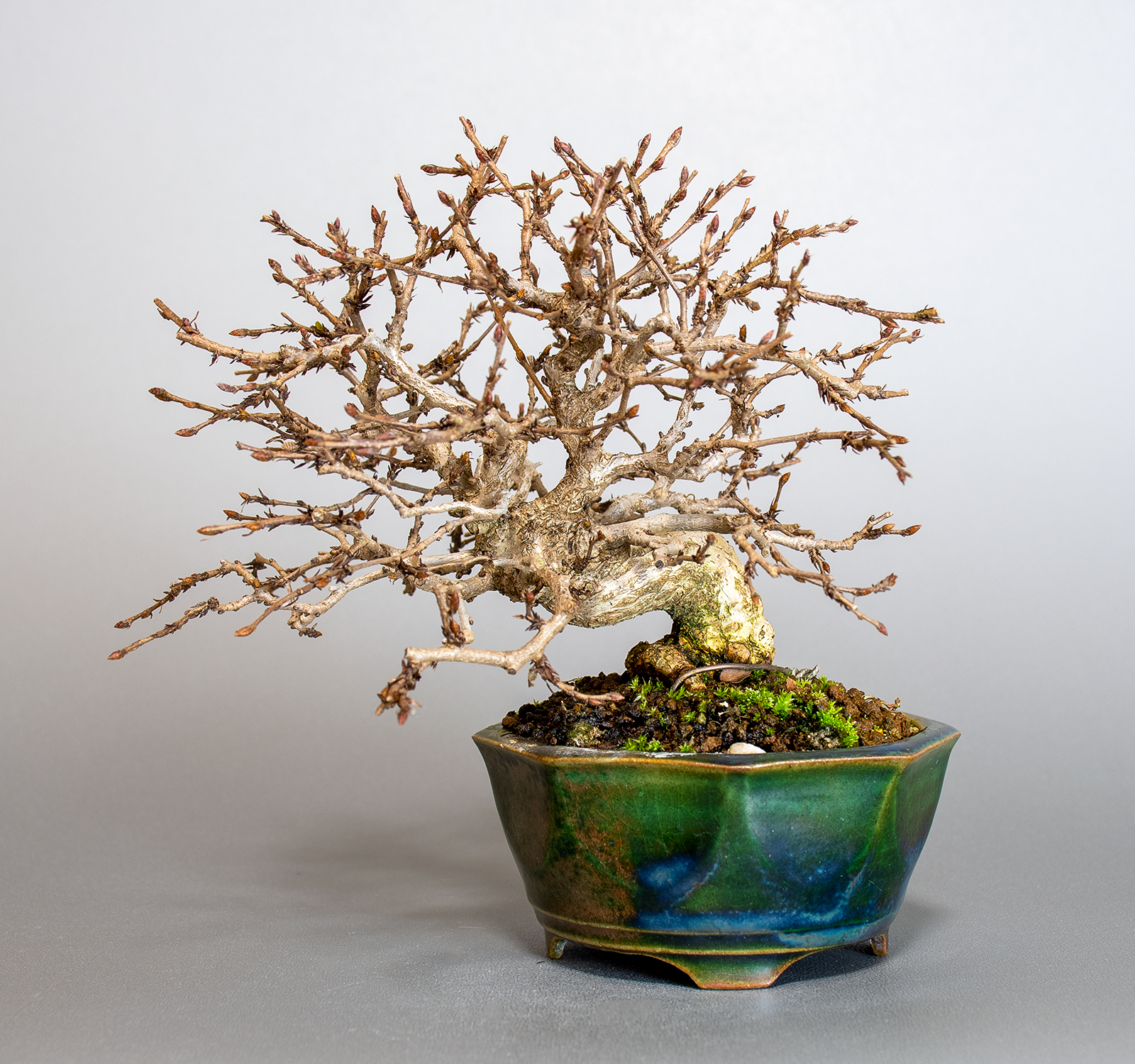 イワシデ-H1-8（いわしで・岩四手）雑木盆栽の販売と育て方・作り方・Carpinus turczaninovii Hance bonsai