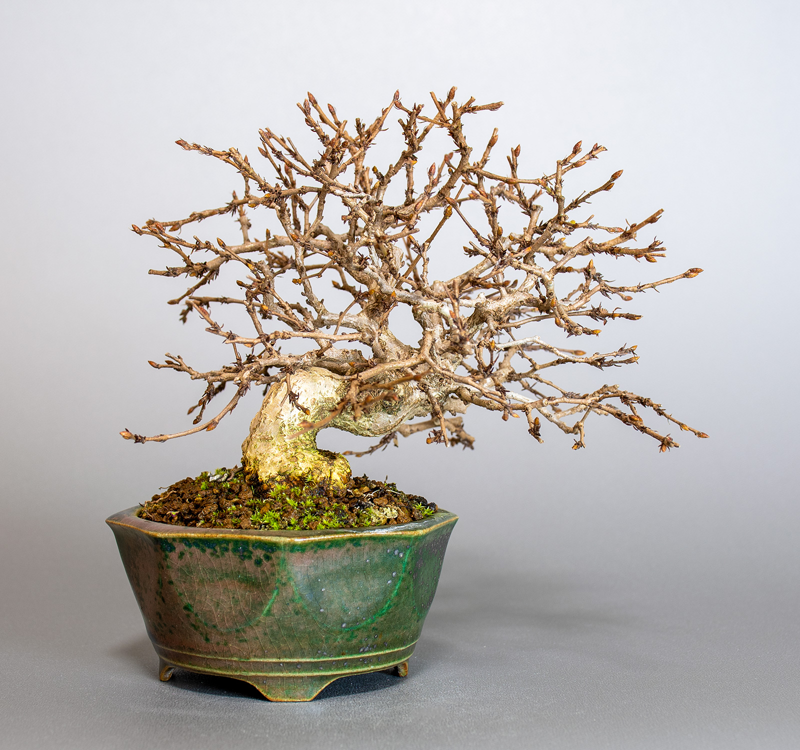 イワシデ-H1-8（いわしで・岩四手）雑木盆栽を裏側から見た景色・Carpinus turczaninovii Hance bonsai