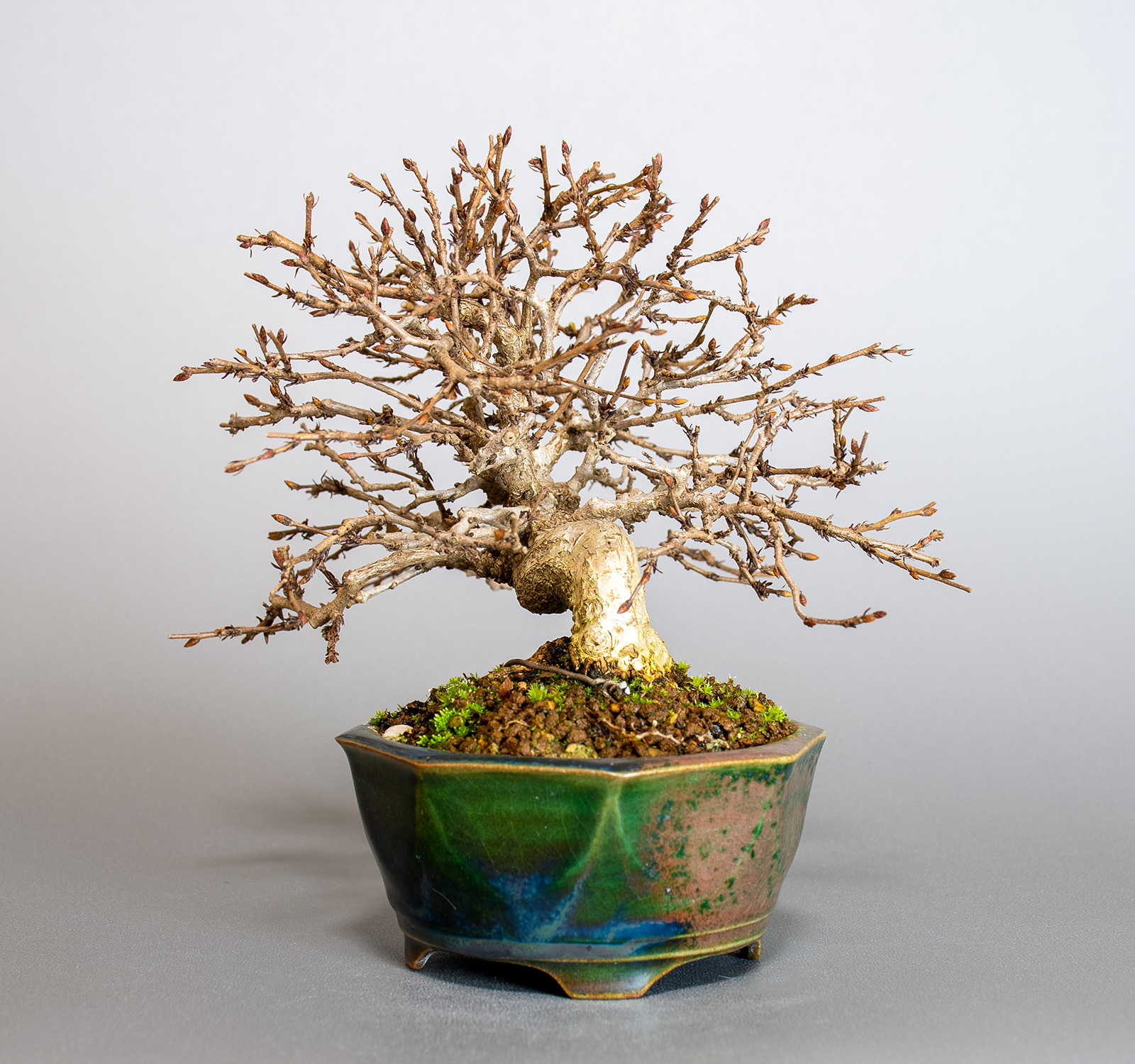 イワシデ-H1-8（いわしで・岩四手）雑木盆栽を右側から見た景色・Carpinus turczaninovii Hance bonsai