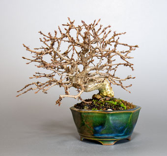 イワシデ-H1-8（いわしで・岩四手）盆栽の成長記録・Carpinus turczaninovii Hance bonsai