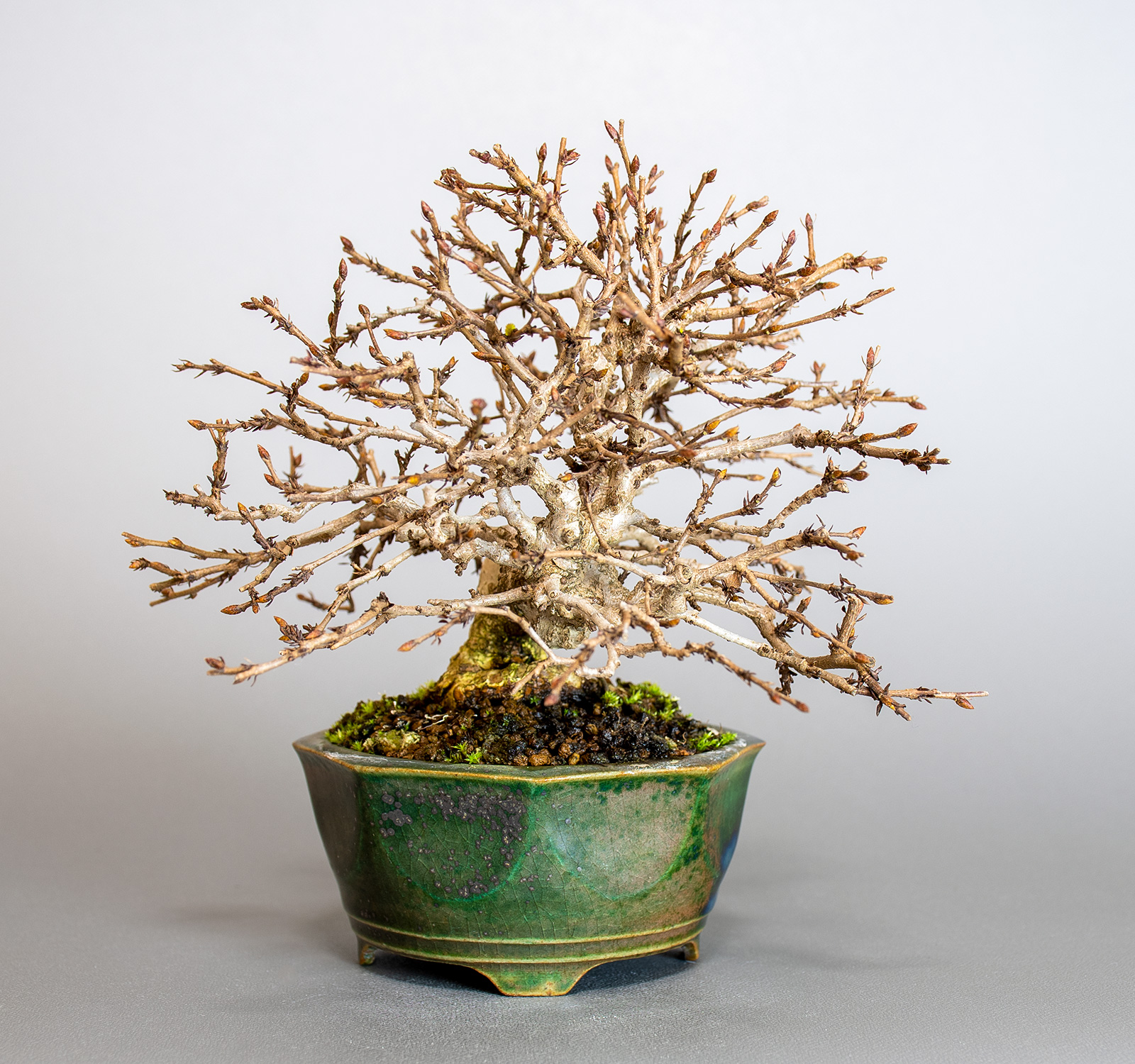 イワシデ-H1-8（いわしで・岩四手）雑木盆栽を左側から見た景色・Carpinus turczaninovii Hance bonsai