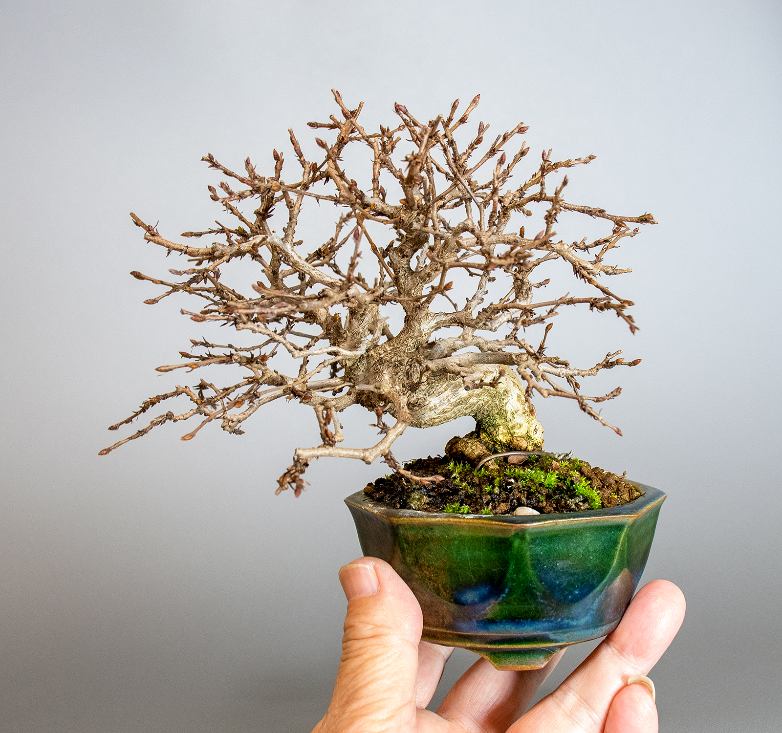 イワシデ-H1-8（いわしで・岩四手）雑木盆栽の手乗りの景色・Carpinus turczaninovii Hance bonsai