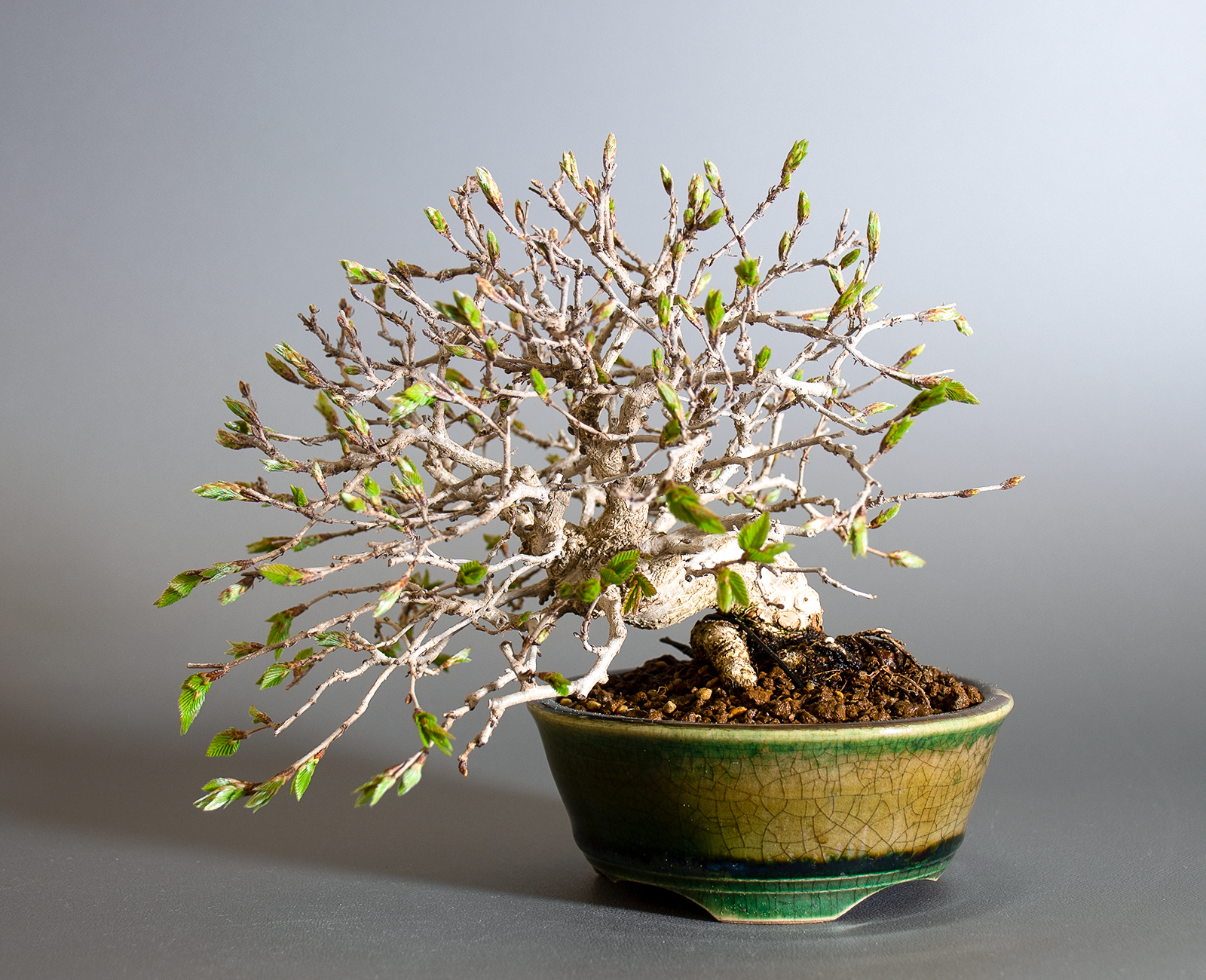 イワシデ-H1-9（いわしで・岩四手）雑木盆栽の販売と育て方・作り方・Carpinus turczaninovii Hance bonsai