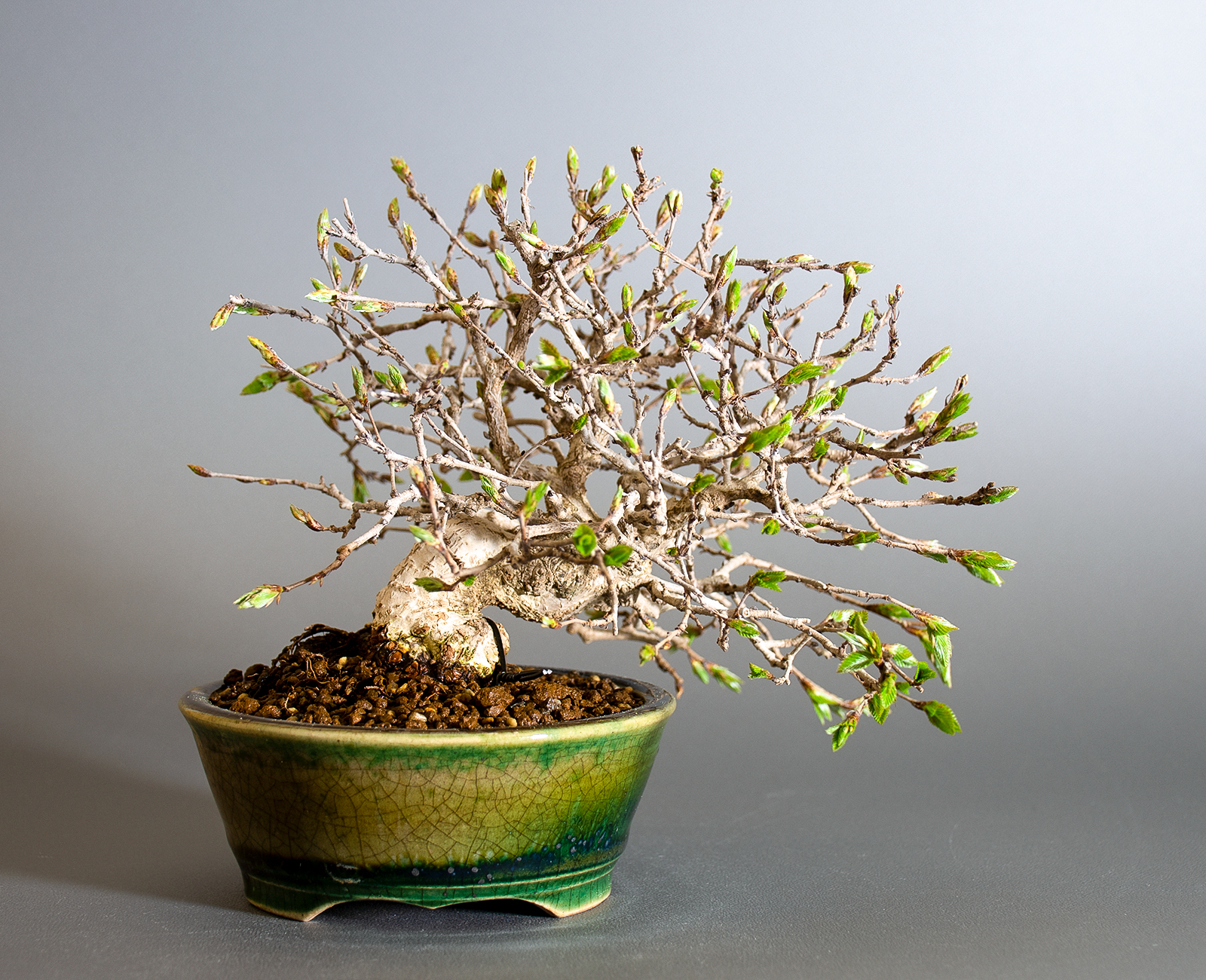 イワシデ-H1-9（いわしで・岩四手）雑木盆栽を裏側から見た景色・Carpinus turczaninovii Hance bonsai