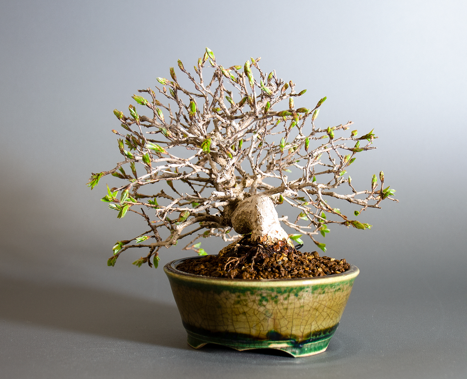 イワシデ-H1-9（いわしで・岩四手）雑木盆栽を右側から見た景色・Carpinus turczaninovii Hance bonsai