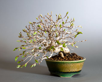イワシデ-H1-9（いわしで・岩四手）盆栽の成長記録・Carpinus turczaninovii Hance bonsai