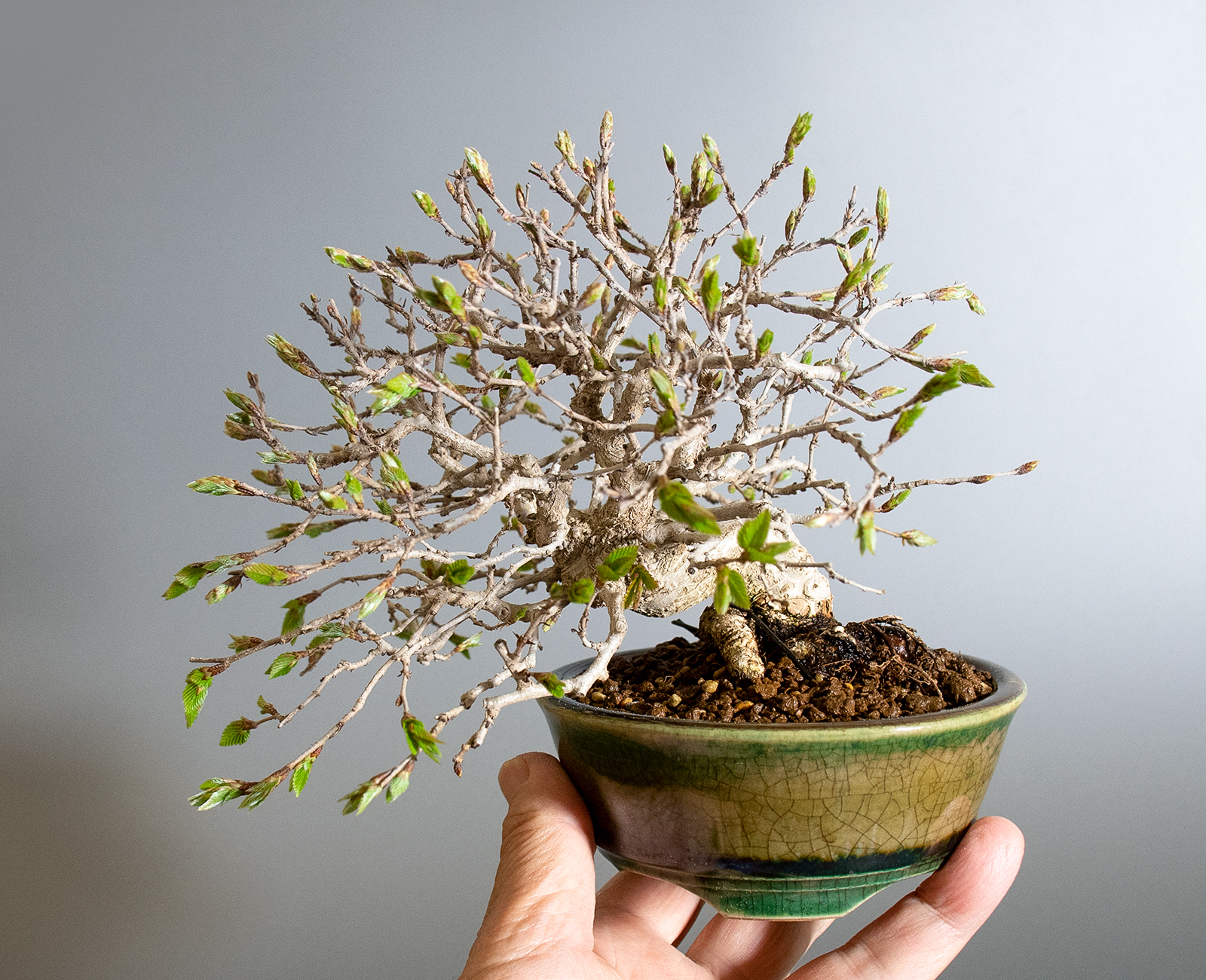 イワシデ-H1-9（いわしで・岩四手）雑木盆栽の手乗りの景色・Carpinus turczaninovii Hance bonsai