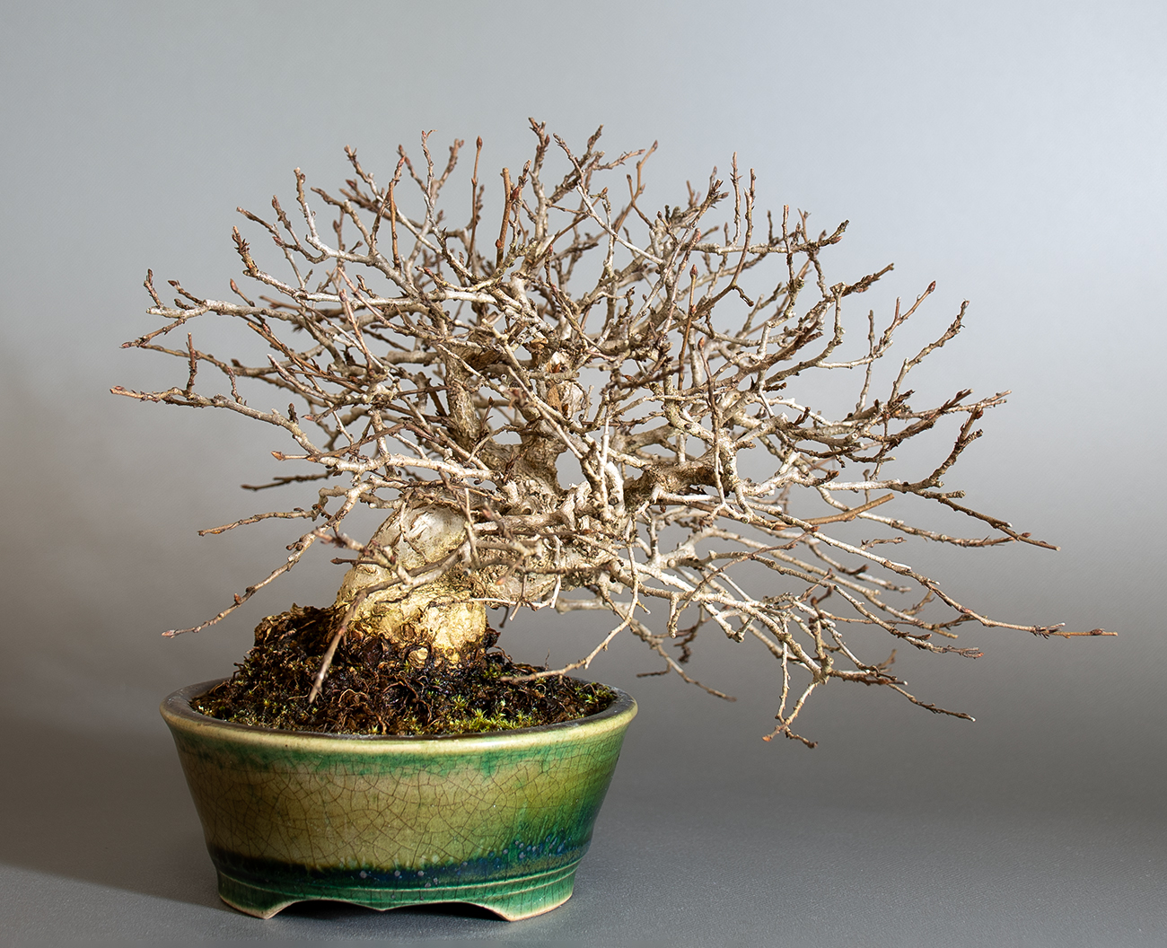 イワシデ-H1（いわしで・岩四手）雑木盆栽を裏側から見た景色・Carpinus turczaninovii Hance bonsai