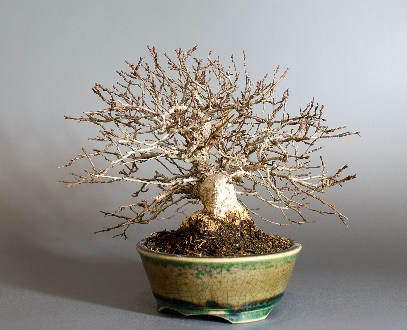 イワシデ-H1（いわしで・岩四手）雑木盆栽を右側から見た景色・Carpinus turczaninovii Hance bonsai